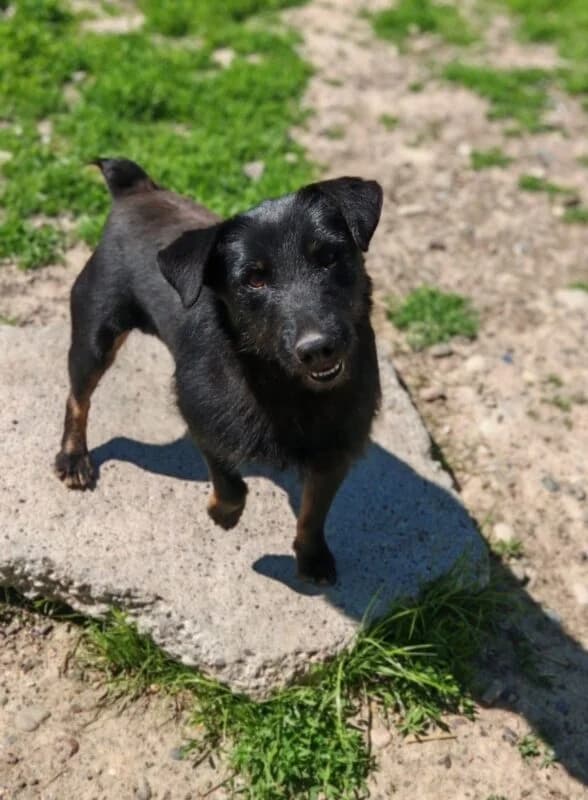 Foxy,  4yo Mixed Breed for adoption at Ankerhunde e.V., Novi Grad
