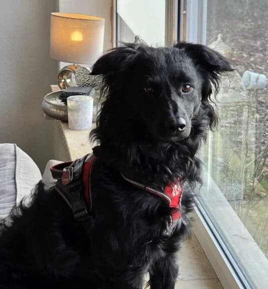 Emil, male 5yo Mixed Breed for adoption at Ankerhunde e.V., Novi Grad