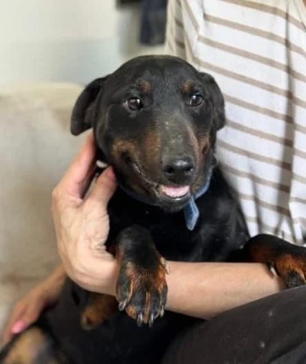 Franz,  3yo Mixed Breed for adoption at Ankerhunde e.V., Novi Grad