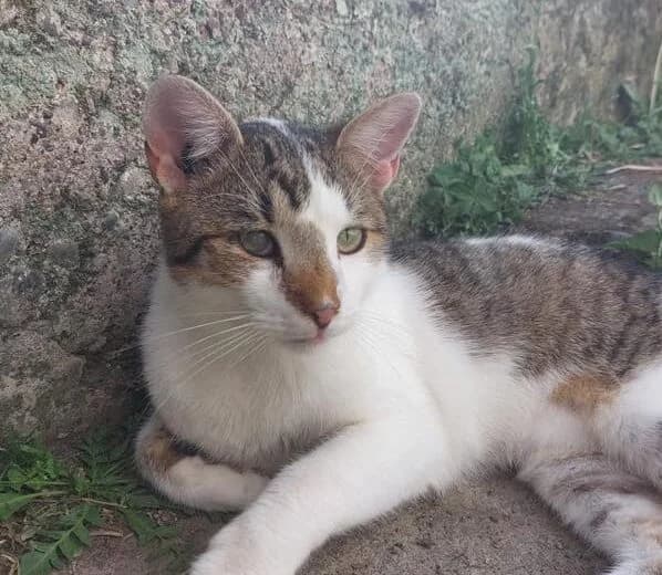 Piri, male 5yo Mixed Breed for adoption at Ankerhunde e.V., Novi Grad