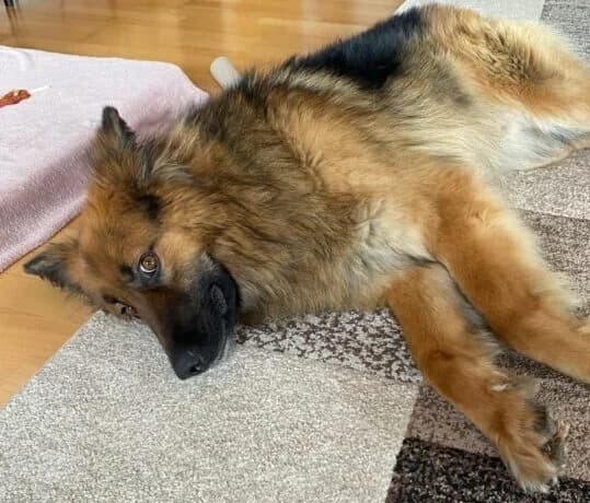 Buddy,  3yo Mixed Breed for adoption at Ankerhunde e.V., Novi Grad