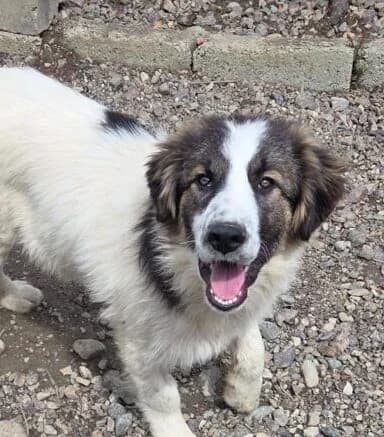 Sam,  puppy Mixed Breed for adoption at Ankerhunde e.V., Novi Grad