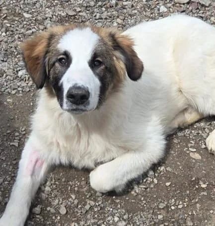 Alfie,  puppy Mixed Breed for adoption at Ankerhunde e.V., Novi Grad