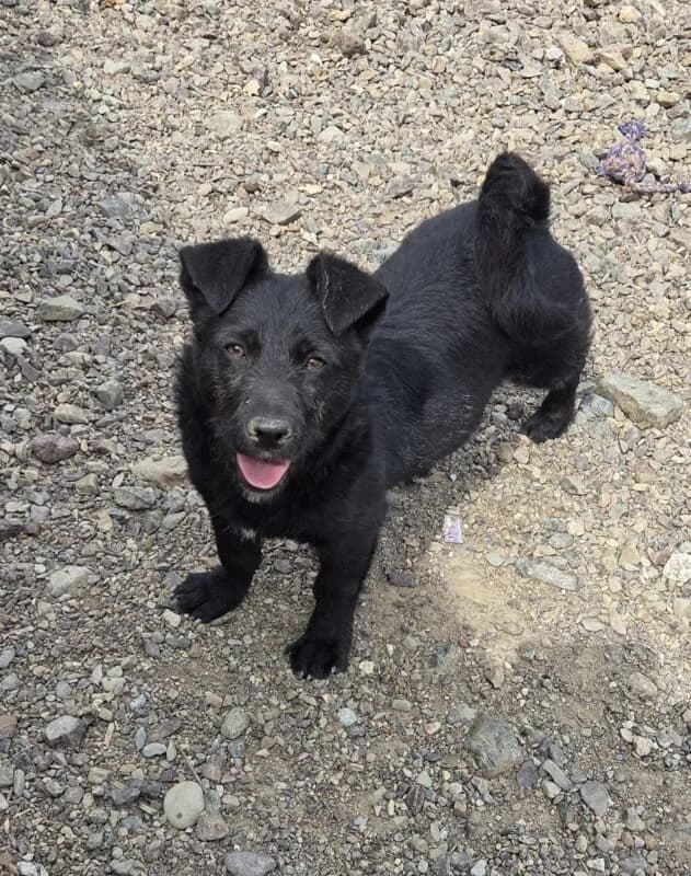 Molli, female puppy Mixed Breed for adoption at Ankerhunde e.V., Novi Grad