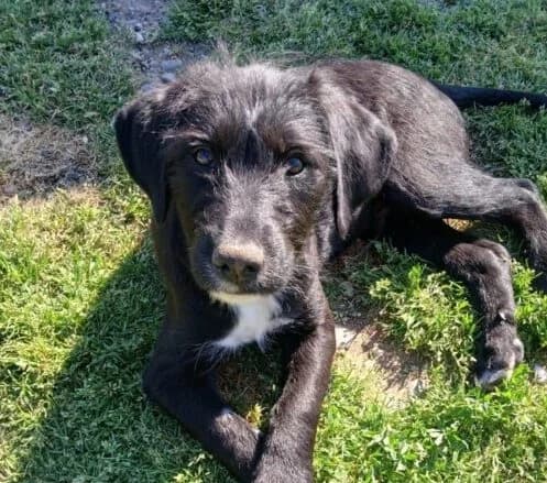 Rudi,  puppy Mixed Breed for adoption at Ankerhunde e.V., Novi Grad
