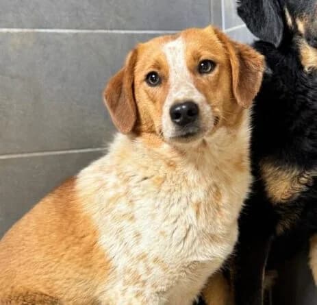 Lisa,  puppy Mixed Breed for adoption at Ankerhunde e.V., Novi Grad