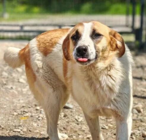 Lolla,  puppy Mixed Breed for adoption at Ankerhunde e.V., Novi Grad