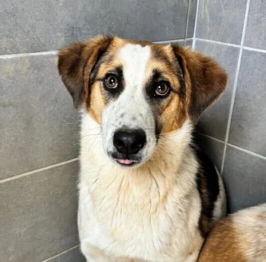Leo,  puppy Mixed Breed for adoption at Ankerhunde e.V., Novi Grad