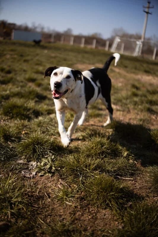 Dixi,  4yo Mixed Breed for adoption at Ankerhunde e.V., Novi Grad