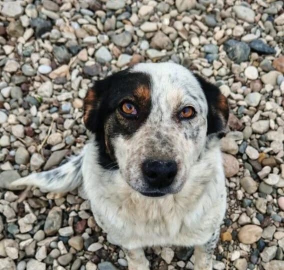 Valentina, female 3yo Mixed Breed for adoption at Ankerhunde e.V., Novi Grad