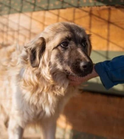 Denis, male 5yo Mixed Breed for adoption at Ankerhunde e.V., Novi Grad