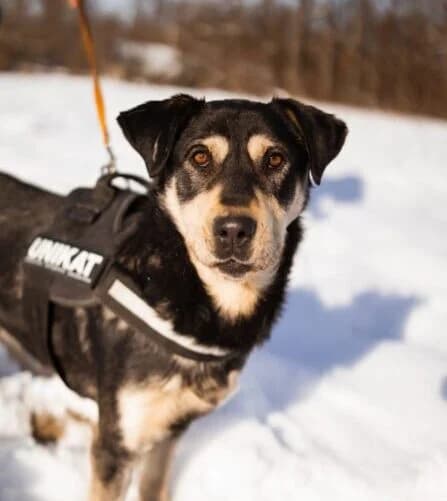 Dustin, male 5yo Mixed Breed for adoption at Ankerhunde e.V., Novi Grad