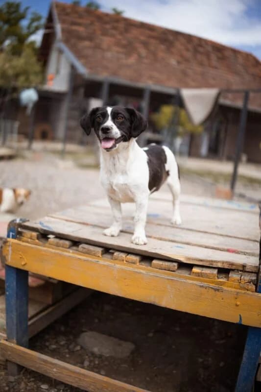 Jupi, female puppy Mixed Breed for adoption at Ankerhunde e.V., Novi Grad