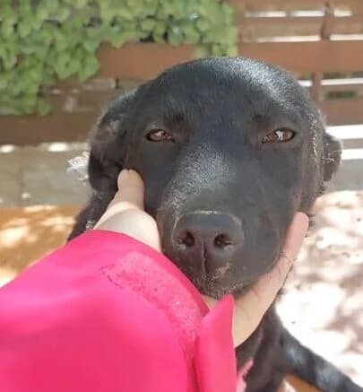 Sanja,  puppy Mixed Breed for adoption at Ankerhunde e.V., Novi Grad