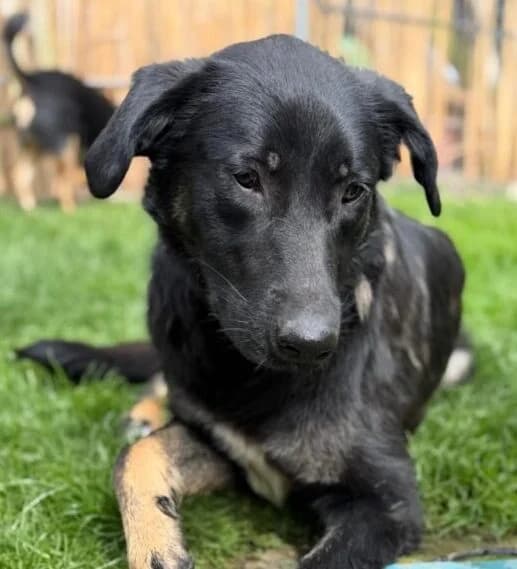 Dora, Mixed Breed (Ankerhunde e.V.)