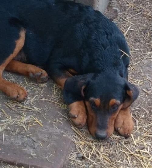 Linus,  puppy Mixed Breed for adoption at Ankerhunde e.V., Novi Grad
