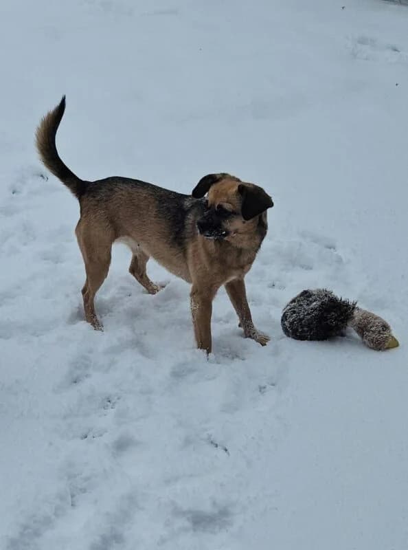 Jaylah,  5yo Mixed Breed for adoption at Ankerhunde e.V., Novi Grad