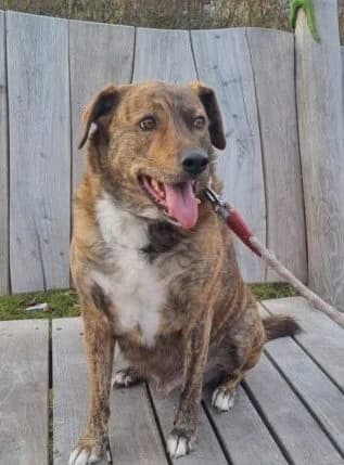 Charly,  5yo Mixed Breed for adoption at Ankerhunde e.V., Novi Grad