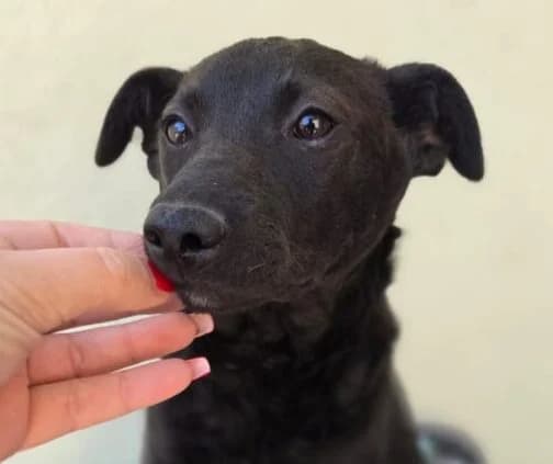 Nisha, female puppy Mixed Breed for adoption at Ankerhunde e.V., Novi Grad