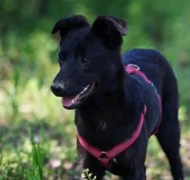 Luggi, male puppy Mixed Breed for adoption at Ankerhunde e.V., Novi Grad