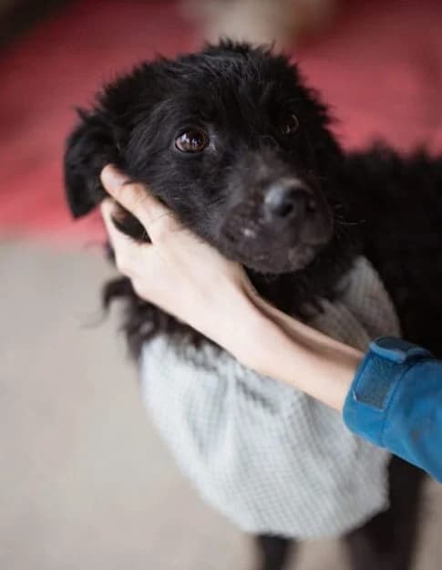 Lucky, male 5yo Mixed Breed for adoption at Ankerhunde e.V., Novi Grad