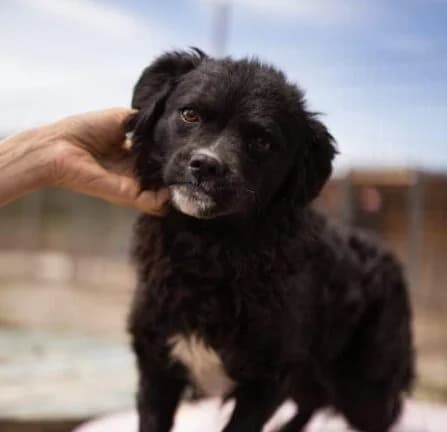 Milena, female puppy Mixed Breed for adoption at Ankerhunde e.V., Novi Grad