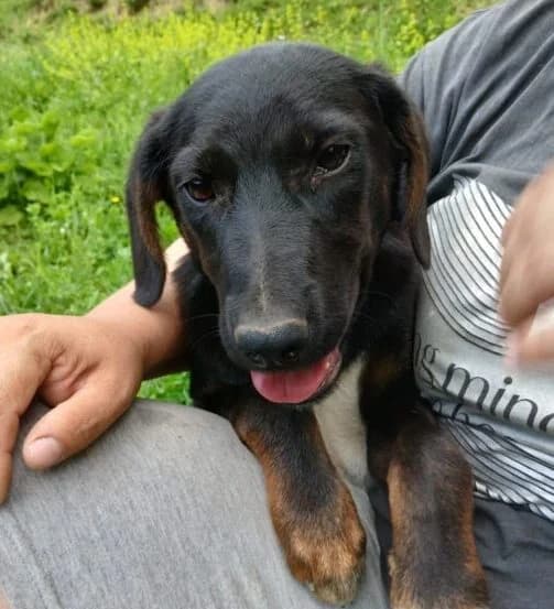 Ole,  puppy Mixed Breed for adoption at Ankerhunde e.V., Novi Grad