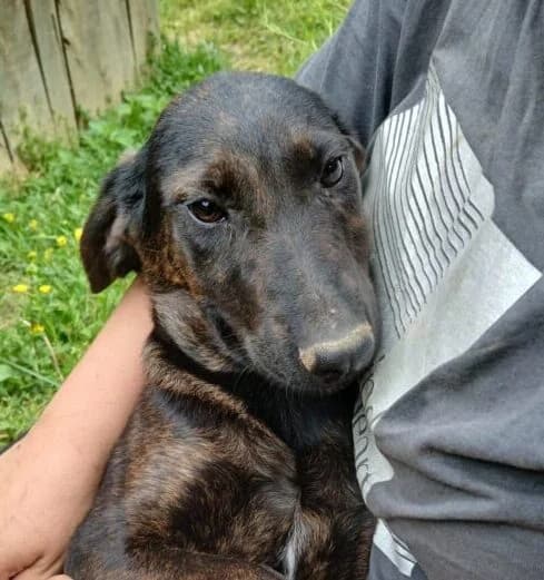 Wim,  puppy Mixed Breed for adoption at Ankerhunde e.V., Novi Grad