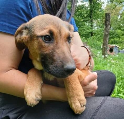 Ari, female puppy Mixed Breed for adoption at Ankerhunde e.V., Novi Grad