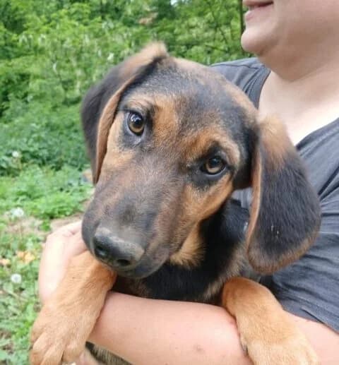 James,  puppy Mixed Breed for adoption at Ankerhunde e.V., Novi Grad