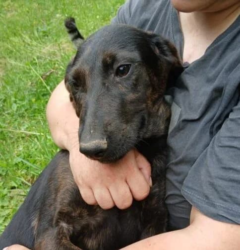Flo,  puppy Mixed Breed for adoption at Ankerhunde e.V., Novi Grad