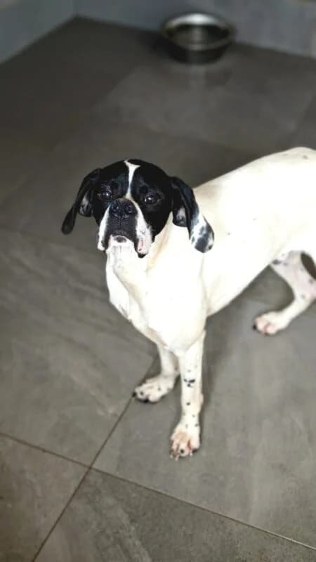 Otto,  5yo Mixed Breed for adoption at Ankerhunde e.V., Novi Grad