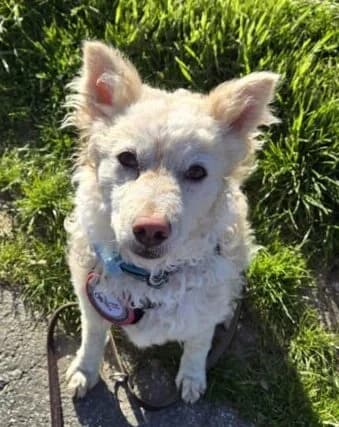 Tizio, weiß  3yo Mixed Breed for adoption at Ankerhunde e.V., Novi Grad