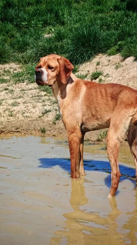 Maggie, female 5yo Mixed Breed for adoption at Ankerhunde e.V., Novi Grad