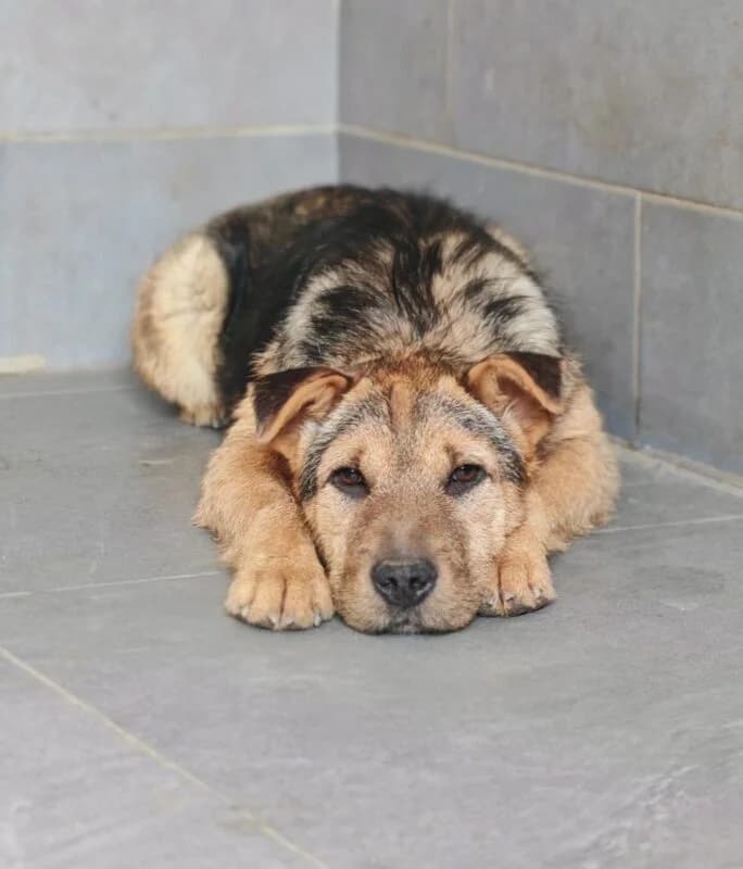 Heidi,  puppy Mixed Breed for adoption at Ankerhunde e.V., Novi Grad