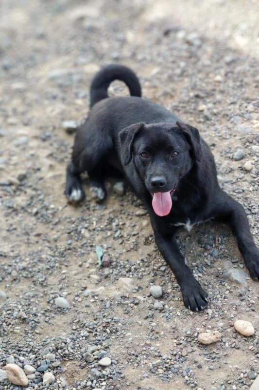 Marie, female puppy Mixed Breed for adoption at Ankerhunde e.V., Novi Grad