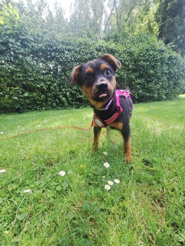 Pepples, female puppy Mixed Breed for adoption at Ankerhunde e.V., Novi Grad