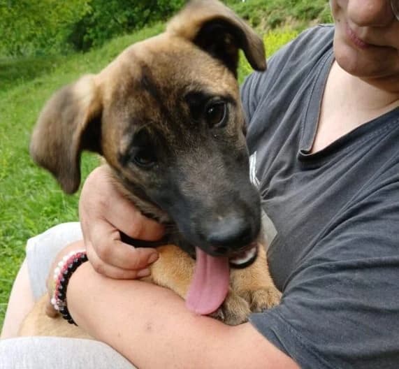 Lana,  puppy Mixed Breed for adoption at Ankerhunde e.V., Novi Grad