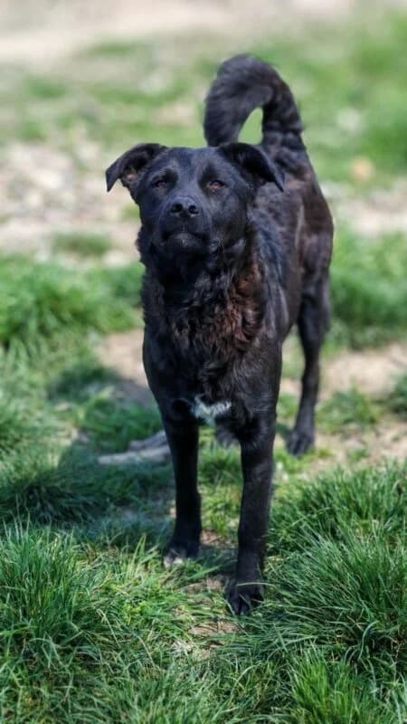 Fuego,  young Mixed Breed for adoption at Ankerhunde e.V., Novi Grad