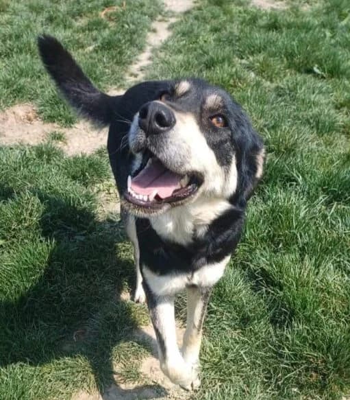 Lilly, Mixed Breed (Ankerhunde e.V.)