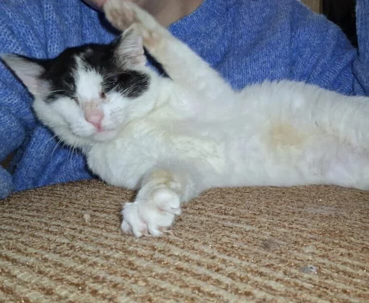 Paulo, male Mixed Breed for adoption at Ankerhunde e.V.