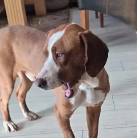 Tommy,  4yo Mixed Breed for adoption at Ankerhunde e.V., Novi Grad