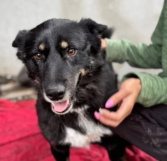Rocco,  young Mixed Breed for adoption at Ankerhunde e.V., Novi Grad