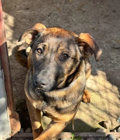 Rita,  puppy Mixed Breed for adoption at Ankerhunde e.V., Novi Grad