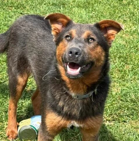 Ronja,  puppy Mixed Breed for adoption at Ankerhunde e.V., Novi Grad