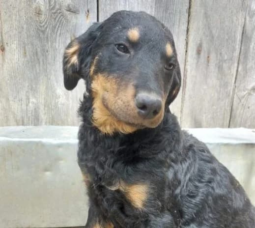 Chester,  puppy Mixed Breed for adoption at Ankerhunde e.V., Novi Grad