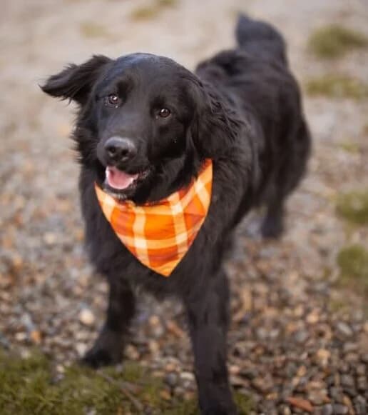 Mike, male young Mixed Breed for adoption at Ankerhunde e.V., Novi Grad