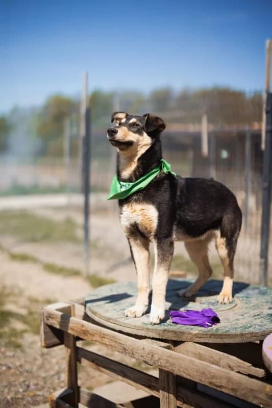 Norio, male puppy Mixed Breed for adoption at Ankerhunde e.V., Novi Grad