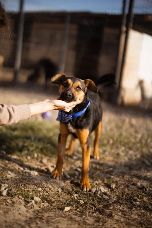 Loki, male puppy Mixed Breed for adoption at Ankerhunde e.V., Novi Grad