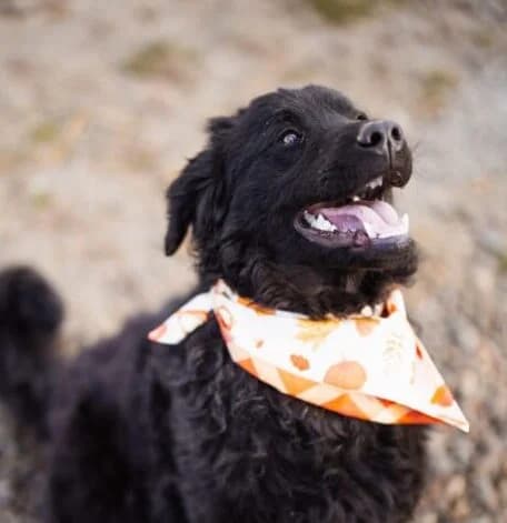 Rubin,  young Mixed Breed for adoption at Ankerhunde e.V., Novi Grad